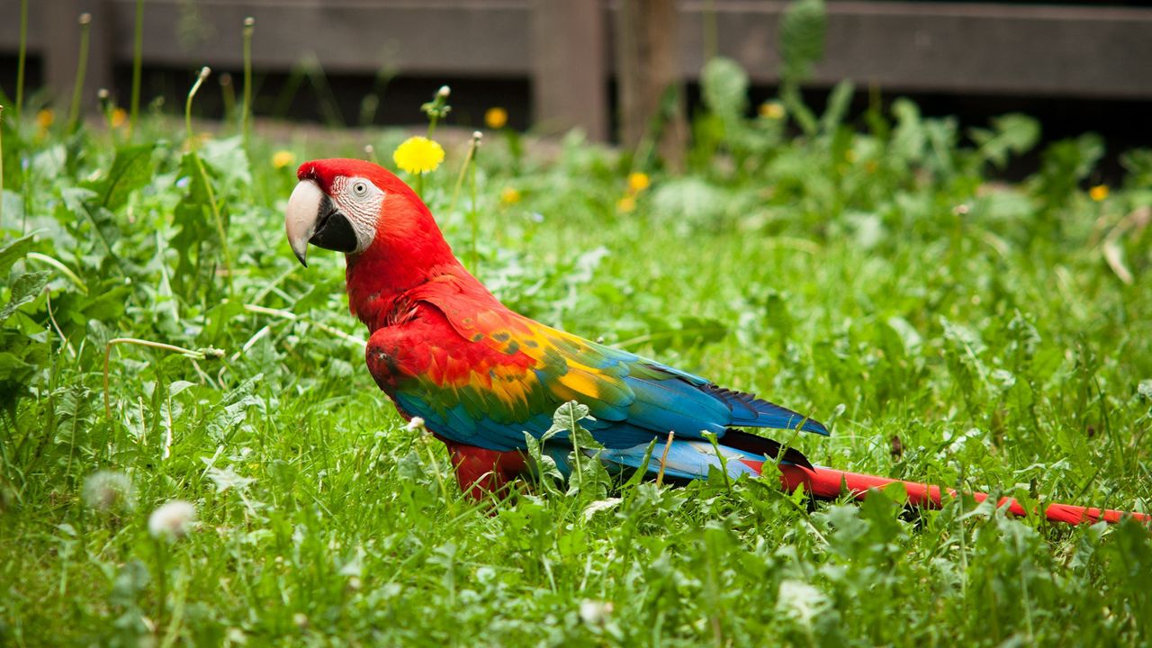 Wallpaper parrot, grass, bird, bright