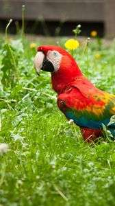 Preview wallpaper parrot, grass, bird, bright