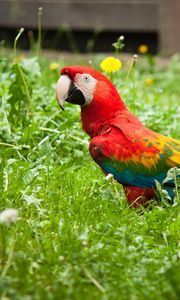 Preview wallpaper parrot, grass, bird, bright