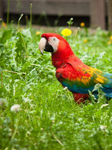 Preview wallpaper parrot, grass, bird, bright