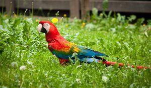 Preview wallpaper parrot, grass, bird, bright