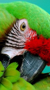 Preview wallpaper parrot, green, beak, striped