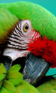 Preview wallpaper parrot, green, beak, striped