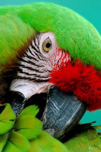 Preview wallpaper parrot, green, beak, striped