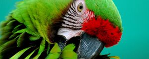 Preview wallpaper parrot, green, beak, striped