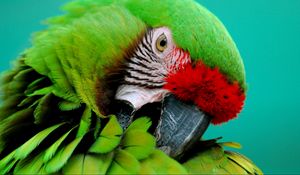 Preview wallpaper parrot, green, beak, striped