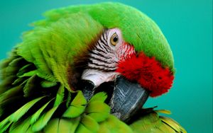 Preview wallpaper parrot, green, beak, striped