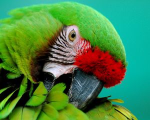 Preview wallpaper parrot, green, beak, striped