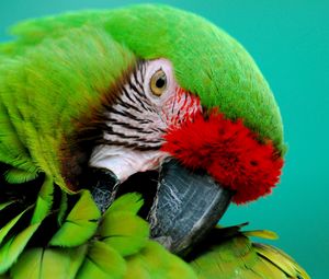 Preview wallpaper parrot, green, beak, striped