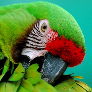 Preview wallpaper parrot, green, beak, striped