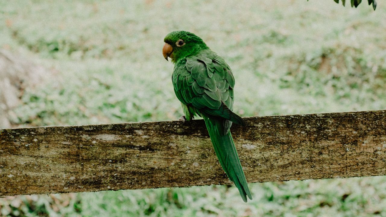 Wallpaper parrot, green, bird, branch, blur