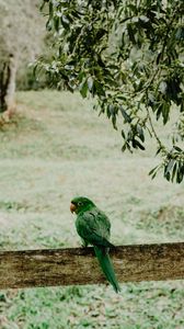 Preview wallpaper parrot, green, bird, branch, blur