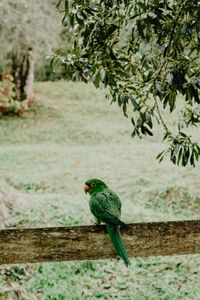 Preview wallpaper parrot, green, bird, branch, blur