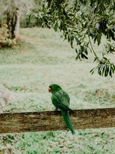 Preview wallpaper parrot, green, bird, branch, blur