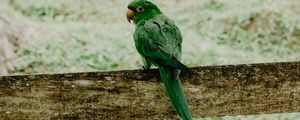 Preview wallpaper parrot, green, bird, branch, blur