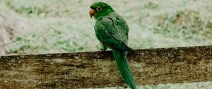 Preview wallpaper parrot, green, bird, branch, blur