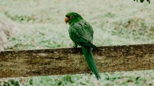 Preview wallpaper parrot, green, bird, branch, blur