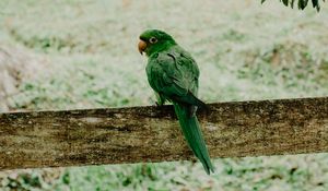 Preview wallpaper parrot, green, bird, branch, blur