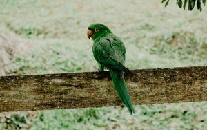 Preview wallpaper parrot, green, bird, branch, blur