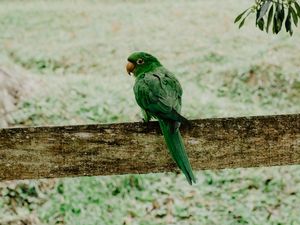 Preview wallpaper parrot, green, bird, branch, blur