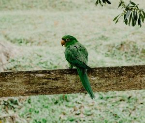 Preview wallpaper parrot, green, bird, branch, blur