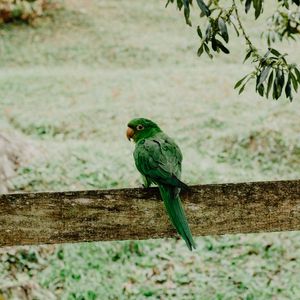 Preview wallpaper parrot, green, bird, branch, blur