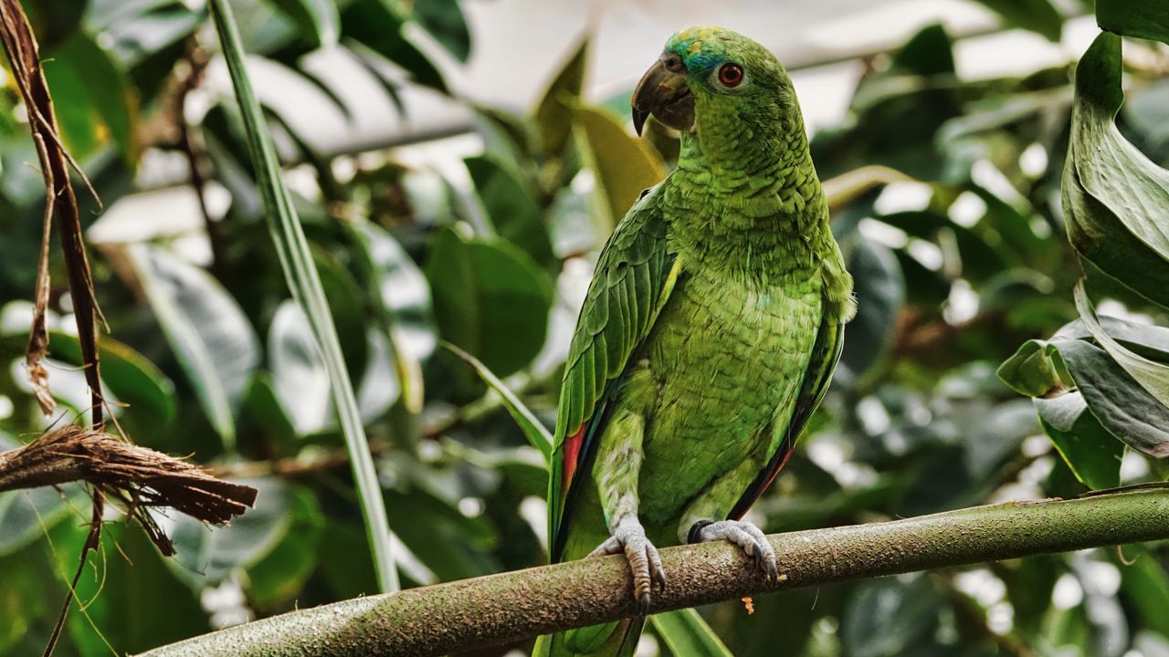 Wallpaper parrot, green, bird, branch, tropical, exotic