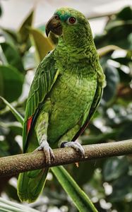 Preview wallpaper parrot, green, bird, branch, tropical, exotic