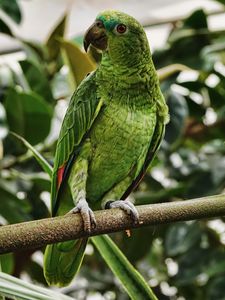 Preview wallpaper parrot, green, bird, branch, tropical, exotic