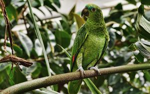 Preview wallpaper parrot, green, bird, branch, tropical, exotic