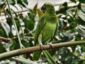 Preview wallpaper parrot, green, bird, branch, tropical, exotic