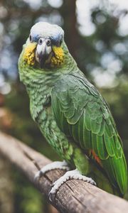 Preview wallpaper parrot, green, bird, beak, feathers, color
