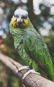 Preview wallpaper parrot, green, bird, beak, feathers, color