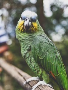 Preview wallpaper parrot, green, bird, beak, feathers, color