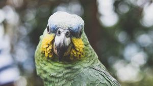 Preview wallpaper parrot, green, bird, beak, feathers, color