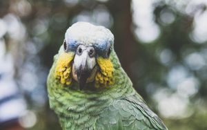 Preview wallpaper parrot, green, bird, beak, feathers, color