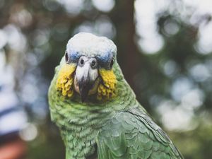 Preview wallpaper parrot, green, bird, beak, feathers, color