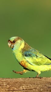 Preview wallpaper parrot, green, bird, wildlife, log