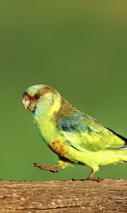 Preview wallpaper parrot, green, bird, wildlife, log