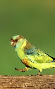 Preview wallpaper parrot, green, bird, wildlife, log