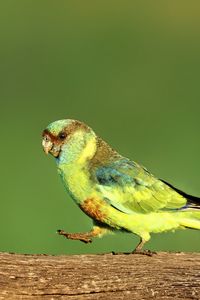 Preview wallpaper parrot, green, bird, wildlife, log