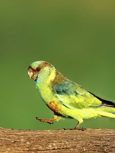 Preview wallpaper parrot, green, bird, wildlife, log