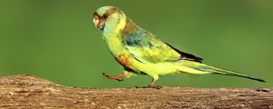 Preview wallpaper parrot, green, bird, wildlife, log