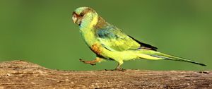 Preview wallpaper parrot, green, bird, wildlife, log