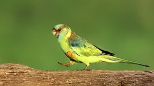 Preview wallpaper parrot, green, bird, wildlife, log