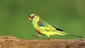 Preview wallpaper parrot, green, bird, wildlife, log