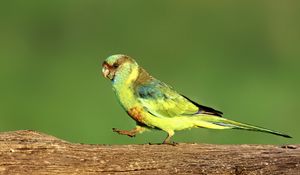 Preview wallpaper parrot, green, bird, wildlife, log