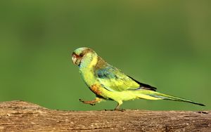 Preview wallpaper parrot, green, bird, wildlife, log