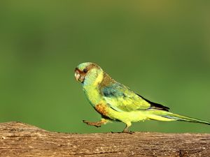 Preview wallpaper parrot, green, bird, wildlife, log