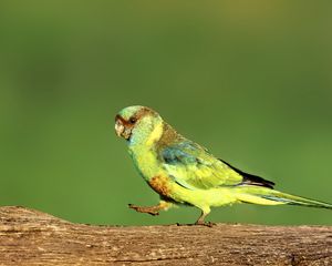 Preview wallpaper parrot, green, bird, wildlife, log